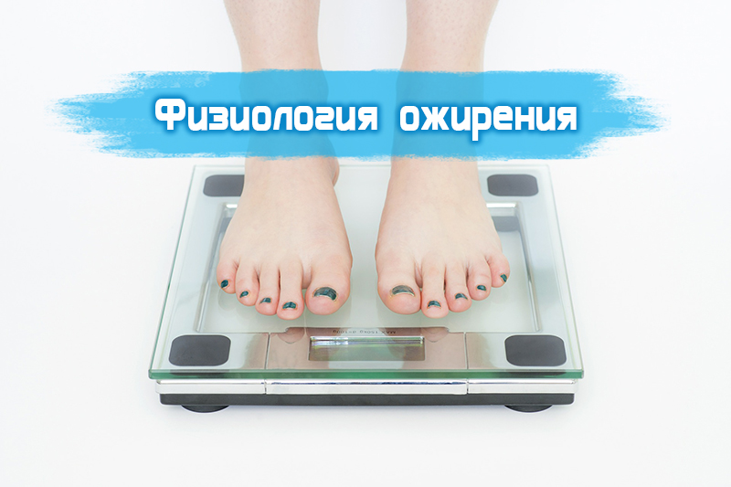 Ожирение и его физиология